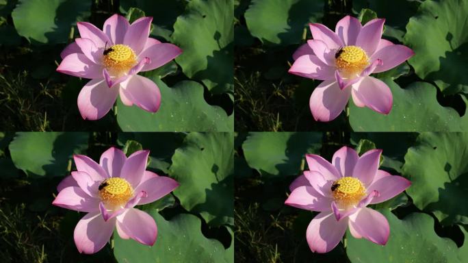 夏日盛开的荷花引来蜜蜂