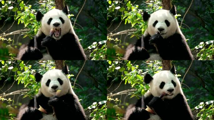 熊猫 吃竹子 可爱