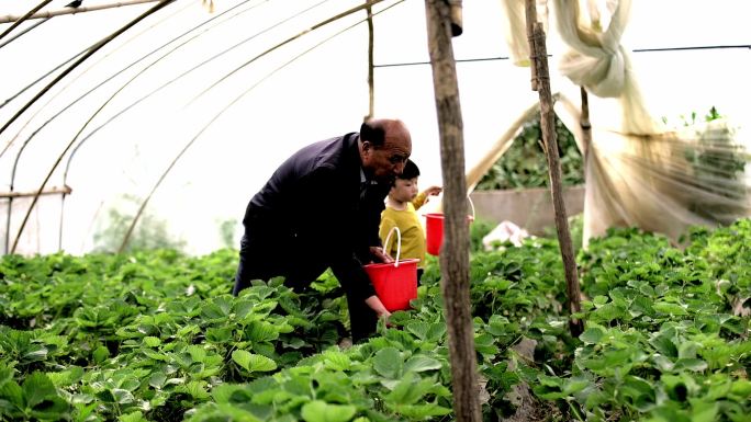 草莓采摘草莓大棚摘草莓