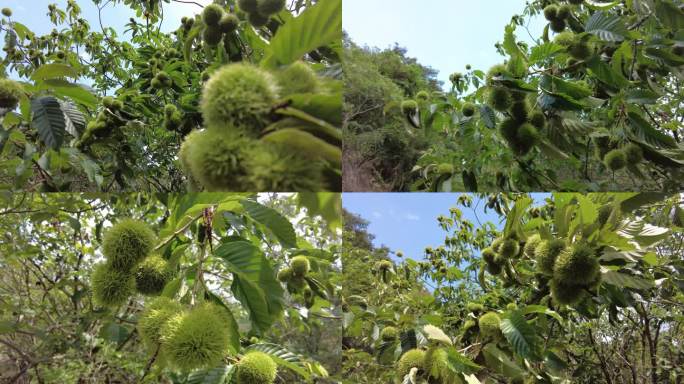 板栗果实挂满枝头特写实拍素材