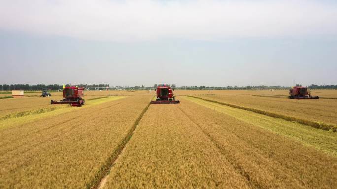 小麦丰收收割机作业