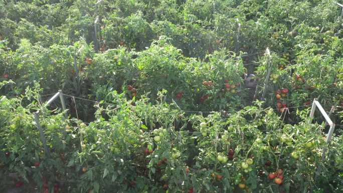 航拍酒泉银达番茄种植基地