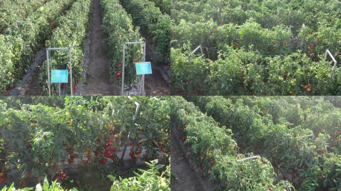 航拍酒泉银达番茄种植基地