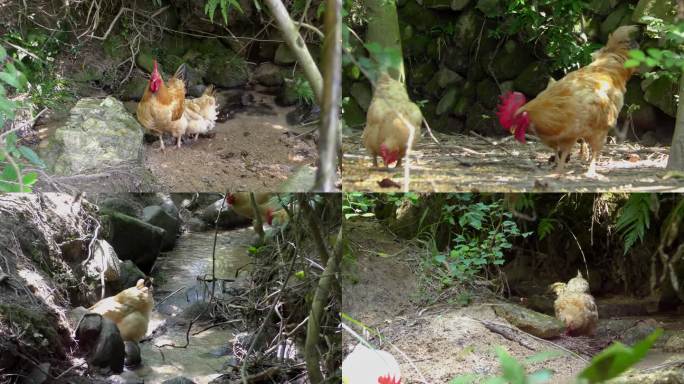 4K土鸡散养鸡走地鸡户外生态养殖鸡