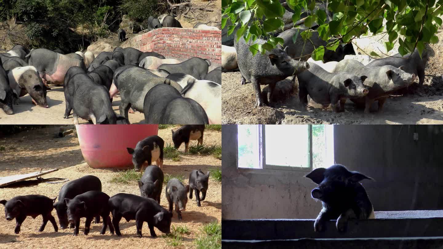 4K生猪黑猪生态养殖场实拍视频素材