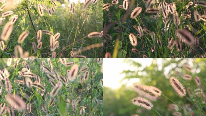 野草路边野草自然环境