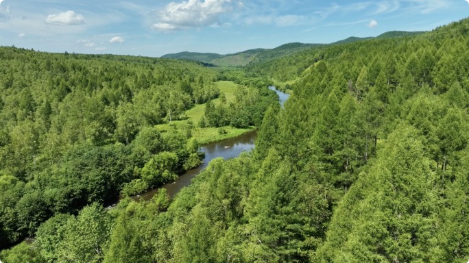 森林里的小溪河流