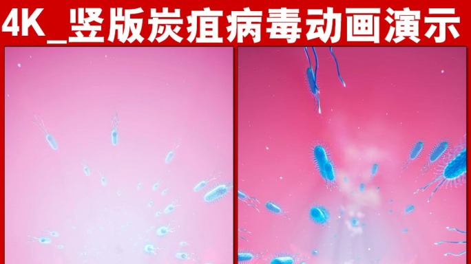 4K画质_竖版炭疽病毒动画演示