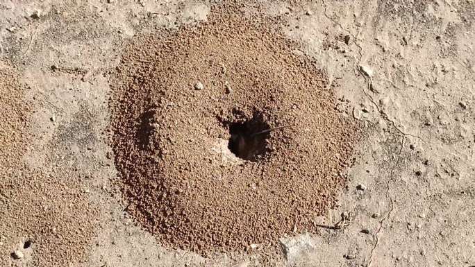 蚂蚁窝，蚂蚁家 大自然动物