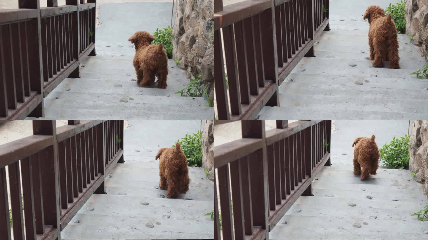 【相机实拍】小狗下楼梯跑走