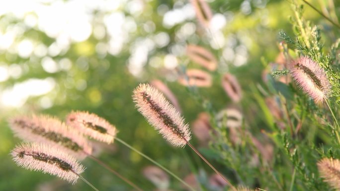 野草路边野草自然环境