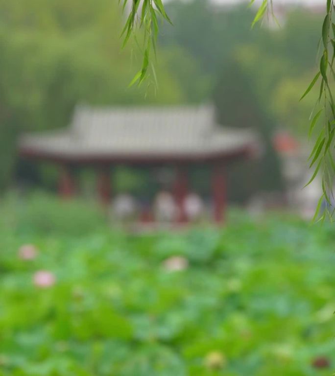 竖版中式园林景观素材荷花柳叶凉亭夏天