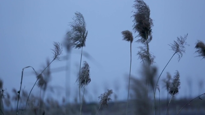 河边芦苇 自然景色 江边