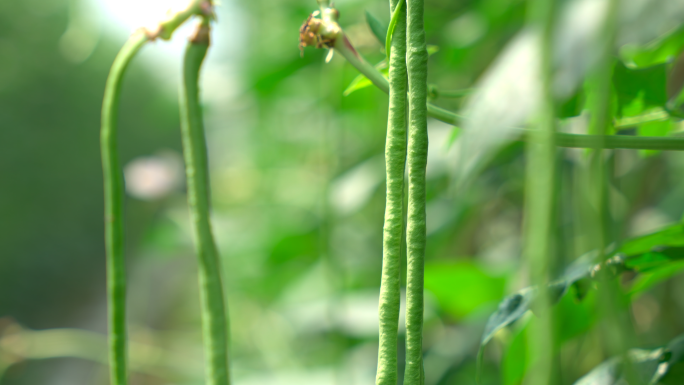 豇豆大棚种植