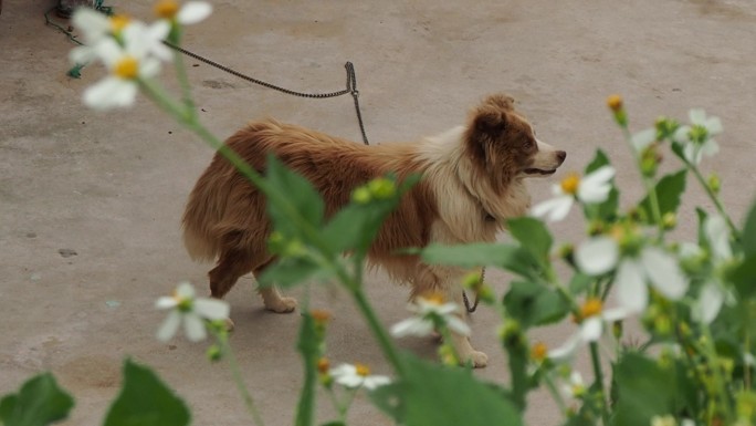 【相机实拍】小狗和花花相互映衬