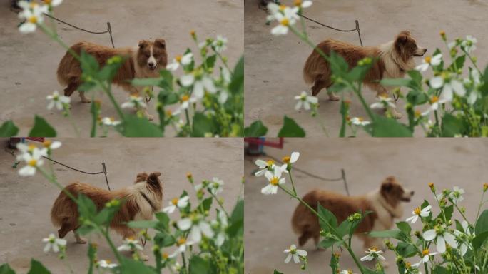 【相机实拍】小狗和花花相互映衬