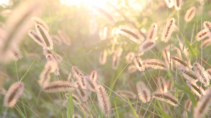 野草路边野草自然环境