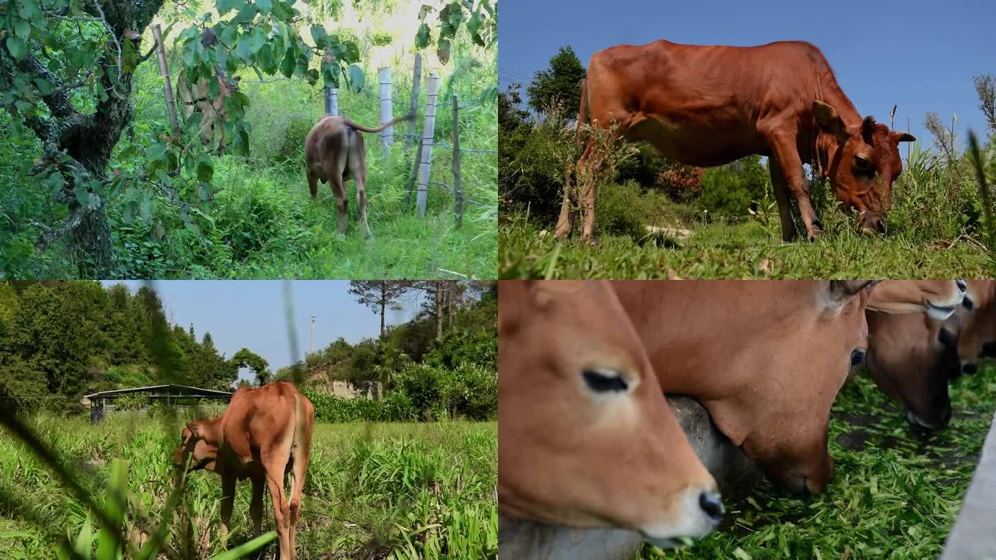 黄牛养牛场生态养殖畜牧农业