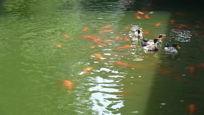 水中的鸭子金鱼鸳鸯戏水