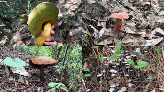 山林中野生菌采蘑菇可食用菌实拍素材B段
