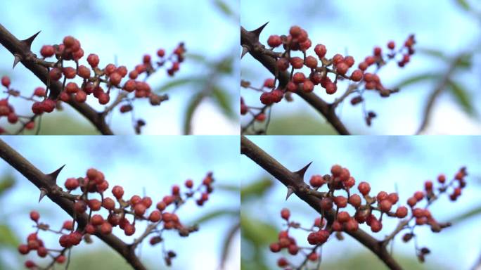 花椒树 农家院