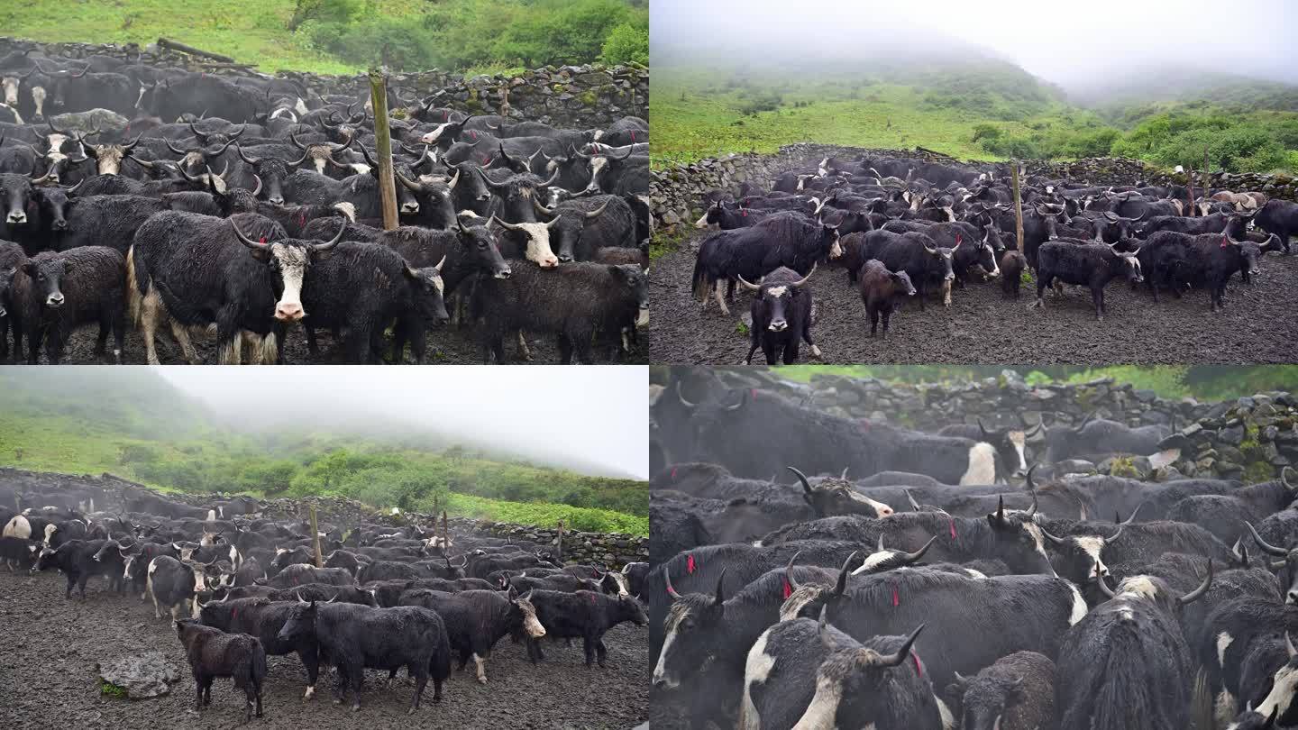 高原牧民放牧牛圈成群牦牛视频素材