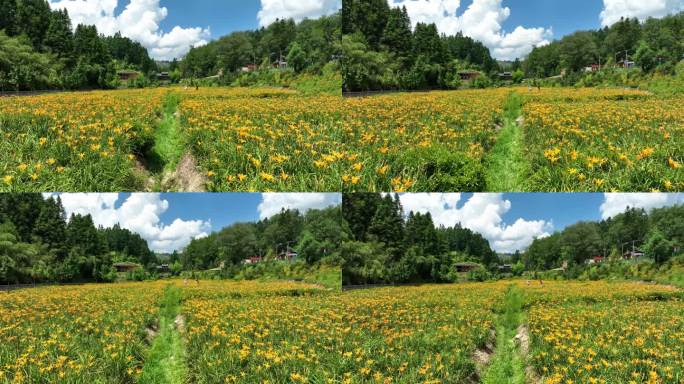 大片黄花菜田地航拍采摘美丽乡村振兴萱草花