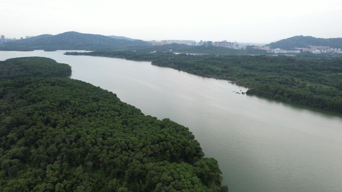 【正版素材】深圳铁岗水库