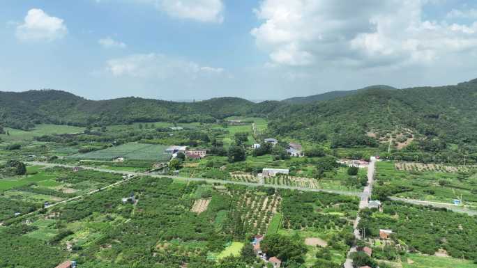 生态 田园 美丽乡村 茶 风景