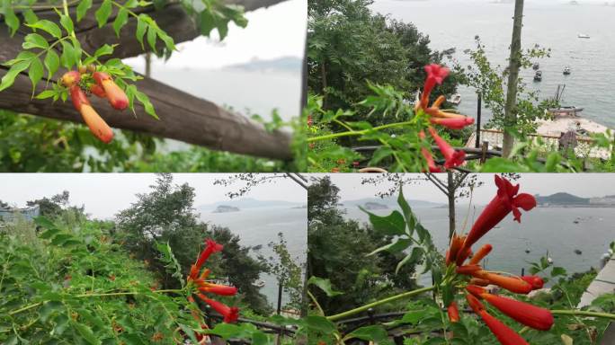 凌霄花 海风凌霄炮仗花