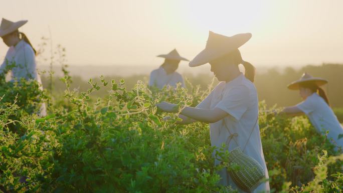 女子采摘中药材金银花采摘种植1