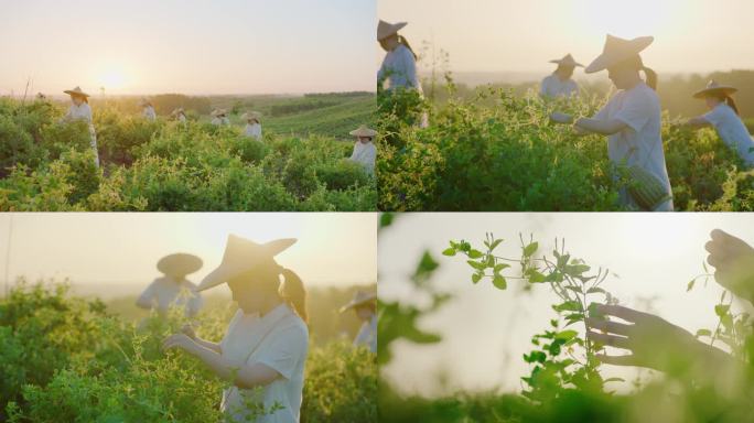 女子采摘中药材金银花采摘种植1