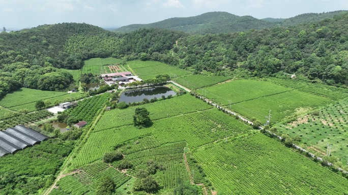 生态 田园 美丽乡村 茶 风景