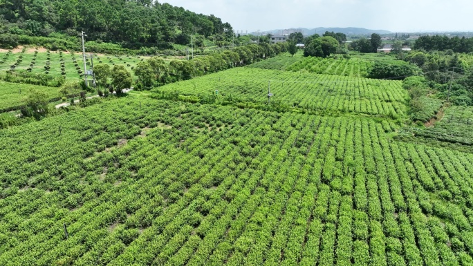 生态 田园 美丽乡村 茶 风景