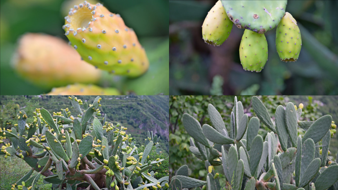 耐旱植物仙人掌果实仙人果视频素材