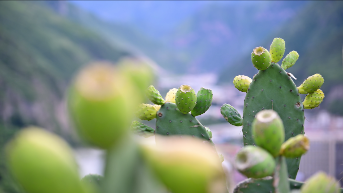 耐旱植物仙人掌果实仙人果视频素材