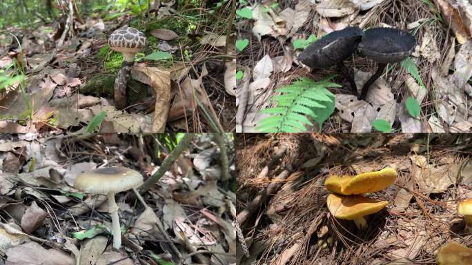 山林中不可食用野生毒蘑菇实拍素材