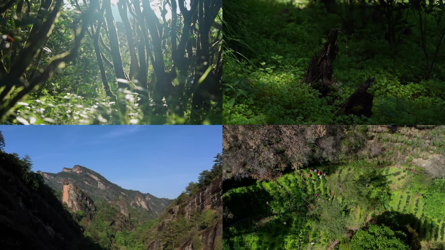 【4K】武夷山景区茶园空镜头