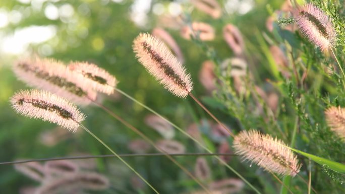 野草路边野草自然环境