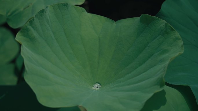 荷花 树木 昆虫