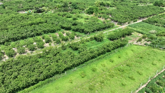 生态 田园 美丽乡村 茶 风景