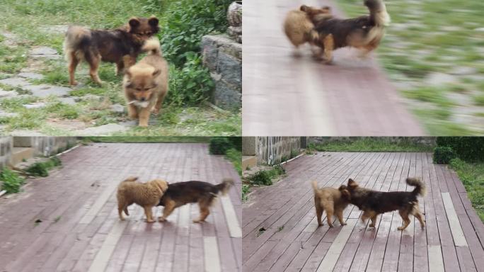 【相机实拍】两只小狗嬉戏打闹