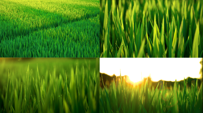 水稻播种稻田农业大米丰收丰收稻谷粮食生长