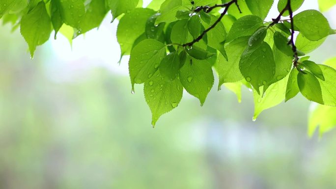 雨后绿叶上的水珠