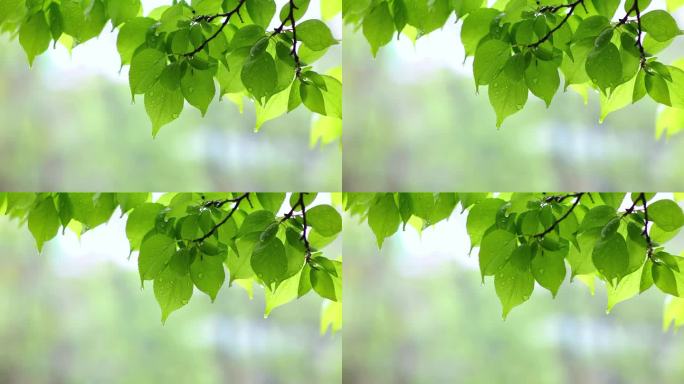 雨后绿叶上的水珠