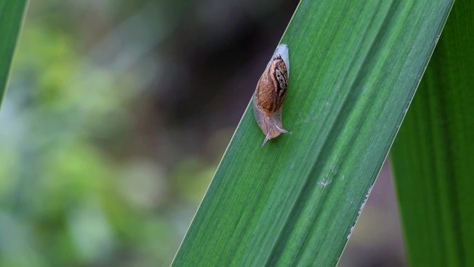 一只小蜗牛爬行在叶子上