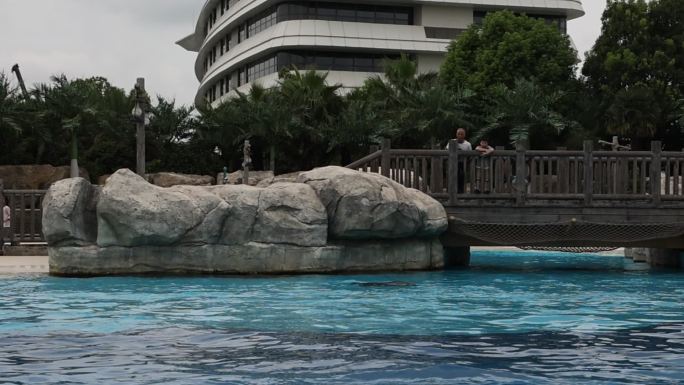 游客看海豚跳跃慢动作升格入水击起水花