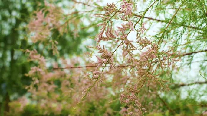 户外植物绿色粉红花穗温暖治愈实拍