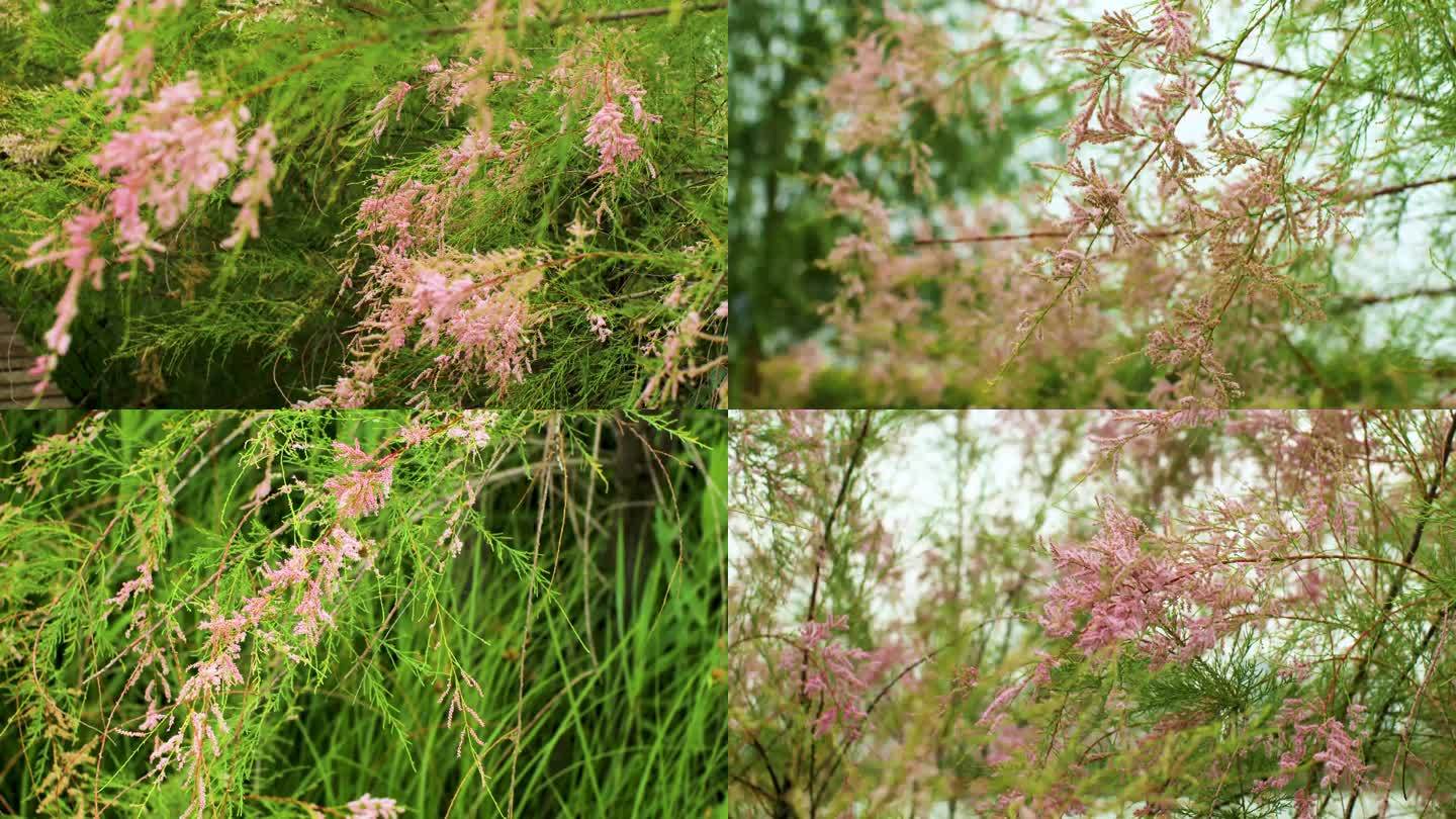 户外植物绿色粉红花穗温暖治愈实拍