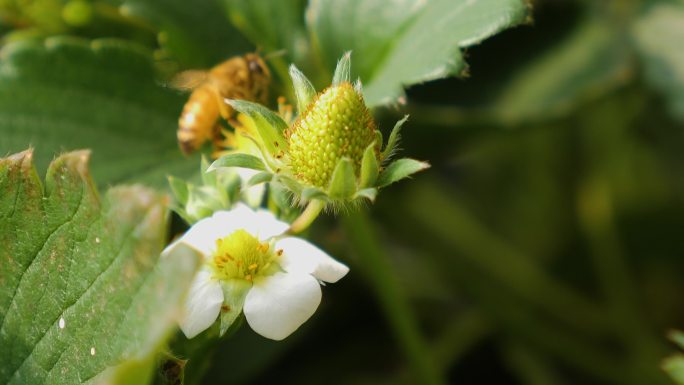 蜜蜂授粉 草莓花